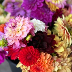 Dahlia Decoratief gemengd