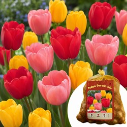 Tulpenbollen Darwin Mix direct leverbaar (2x XL-Verpakking)