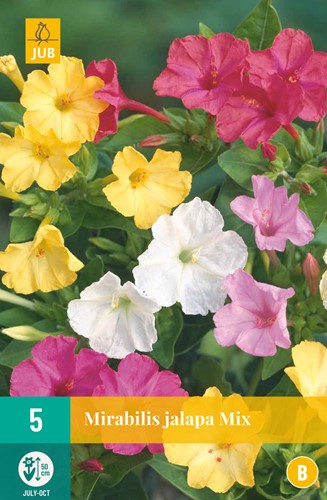 Mirabilis Jalapa Mix - Nachtschone