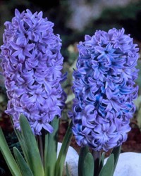 Hyacintenbollen Blue Jacket (zakje van 5 stuks