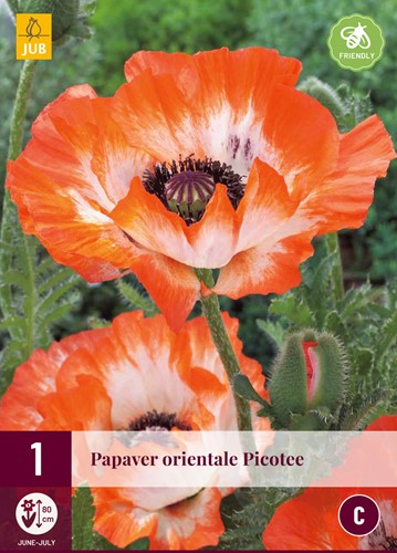 Papaver Picotee - Klaproos