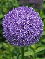 Reuzen Allium Globemaster Kopen Snelle Levering En Scherpe Prijzen Bij