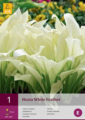 Hosta White Feather