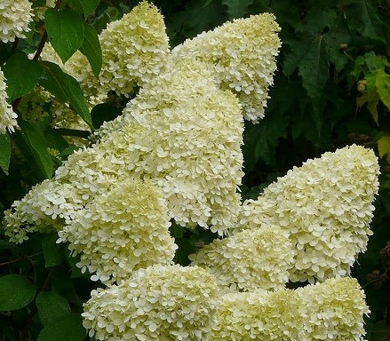 Hortensia Limelight® - Hydrangea paniculata