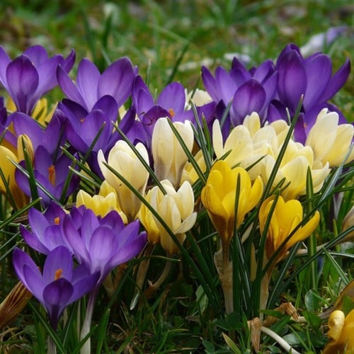 Krokus Botanisch Gemengd - Crocus mix Grootverpakking