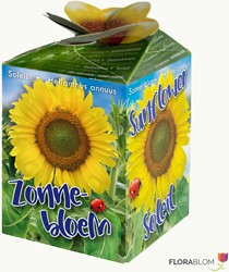 Zonnebloem Greengift