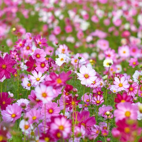 Cosmos Mix Greengift-2