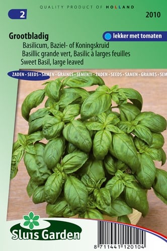Basilicum
