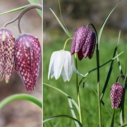 Fritillaria Meleagris Mix - Kievitsbloem