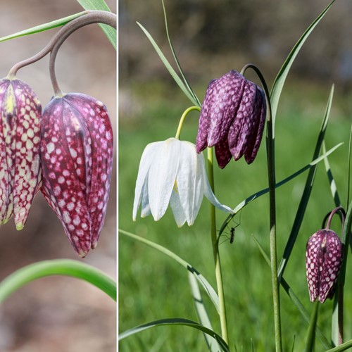 Fritillaria Meleagris Mix - Kievitsbloem