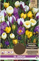 Krokus Botanisch Mix - Crocus-2