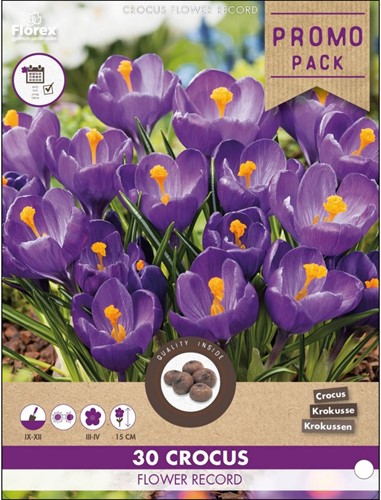 Krokus Flower Record - 30 Crocus (promo pack)-2