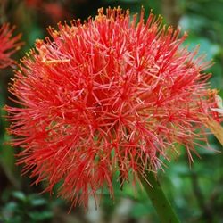 Scadoxus multiflorus - Poederkwast