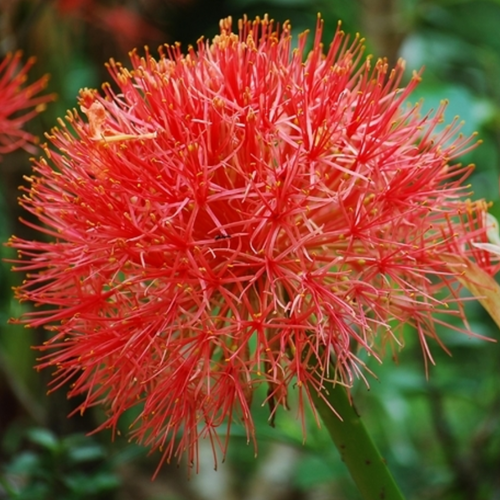 Scadoxus multiflorus - Poederkwast