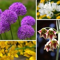 Alliums Fantasy Mix XL pack - Sierui