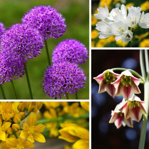 Alliums Fantasy Mix XL pack - Sierui