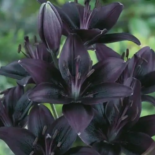Lilium asiaticus Zwart - Lelie (Grootverpakking)