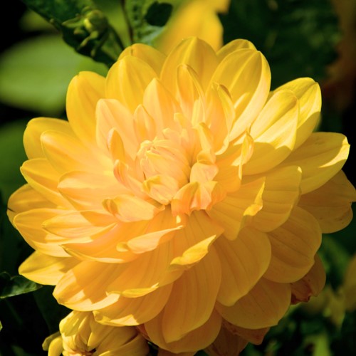 Dahlia Decoratief Geel