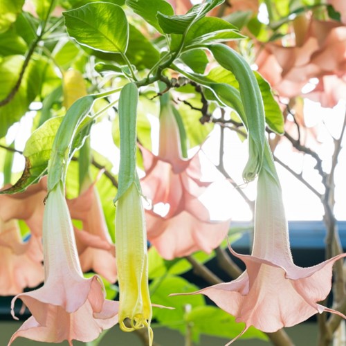 Engelentrompet Roze - Brugmansia (Potplant)-2