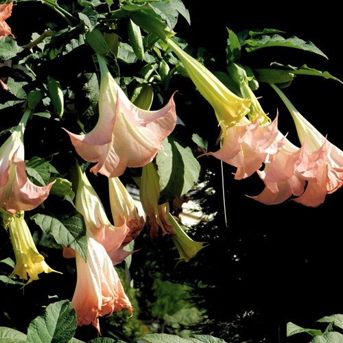 Engelentrompet Roze - Brugmansia (Potplant)