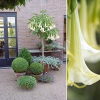 Engelentrompet Wit - Brugmansia (Potplant)-2