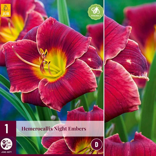Hemerocallis Night Embers - Daglelie