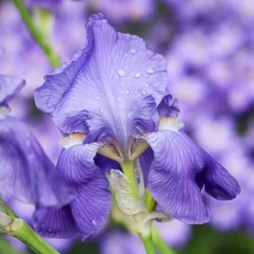 Iris Germanica Empress of India – Blauwe lis (Driepack)