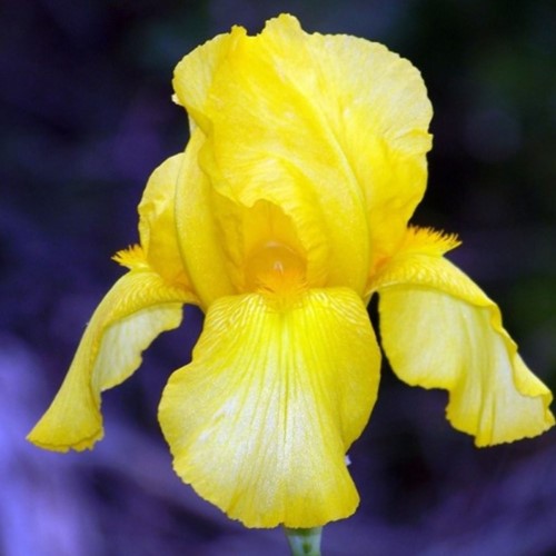 Iris Germanica Goldfackel - Baardiris (Driepack)