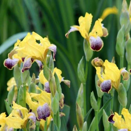 Iris Germanica Nibelungen - Baardiris