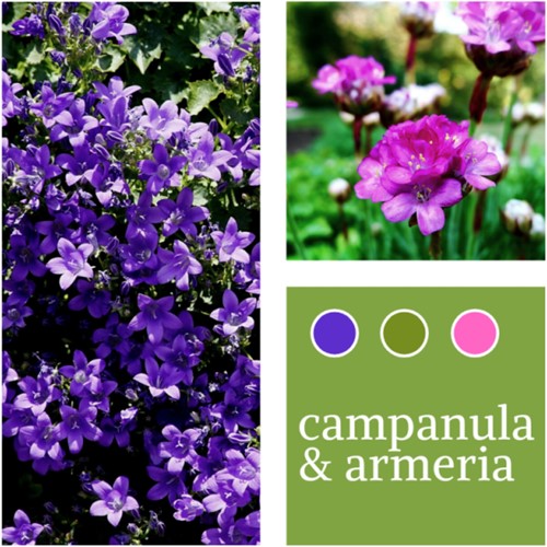 Planten Mix Campanula & Armeria maritima