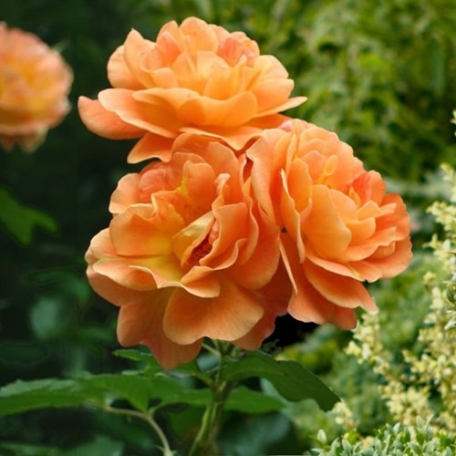 Roos Orange Climber - Klimroos