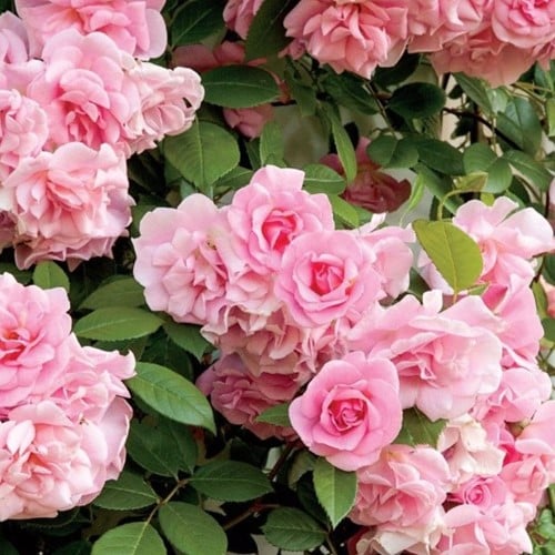 Roos Pink Climber - Klimroos