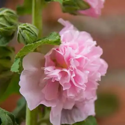Stokroos Roze - Alcea Rosea