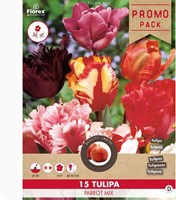 Tulipa Parrot Mix - Tulpen-2