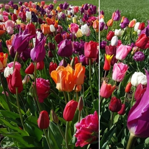Tulpen Fantasie Mix XL-Verpakking