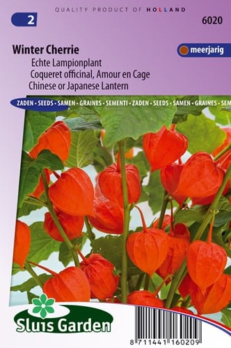 Physalis Franchetti Winter Cherrie - Lampionplant