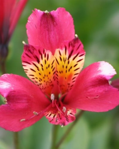 Alstroemeria Roze - Incalelie