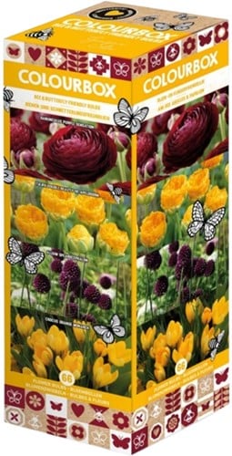 Colourbox Geel en Paars – Bloembollen mix