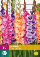Gladiolus Viva la Vida – Gladiolen