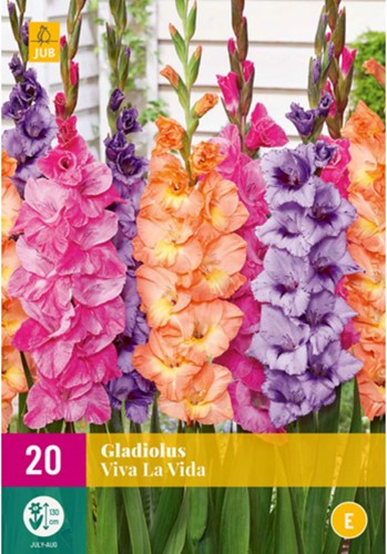 Gladiolus Viva la Vida – Gladiolen
