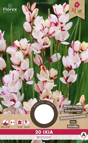 Ixia Spotlight – Afrikaanse korenlelie