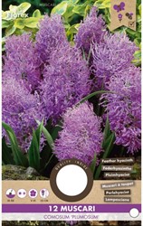 Muscari comosum plumosum - Pluimhyacint