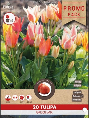 Tulpen Greigii Mix - Tulipa