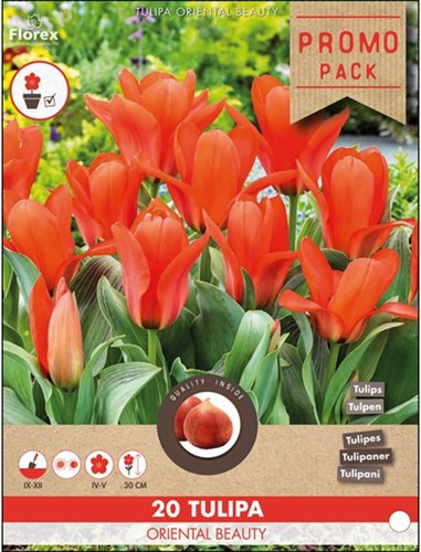 Tulp Oriental Beauty