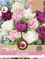 Tulpen Victoria mix - Tulipa