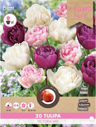 Tulpen Victoria mix - Tulipa
