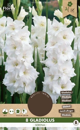 Gladiolus Serena - Gladiolen Wit