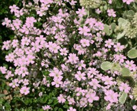 Gypsophila repens rosea - Kruipend gipskruid