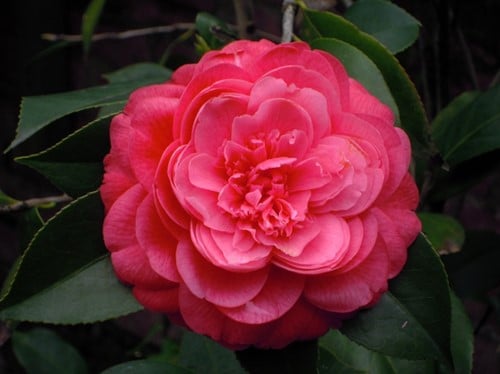 Aucuba Japonica