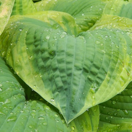 Hosta Frances Williams - Hartlelie (Potplant)